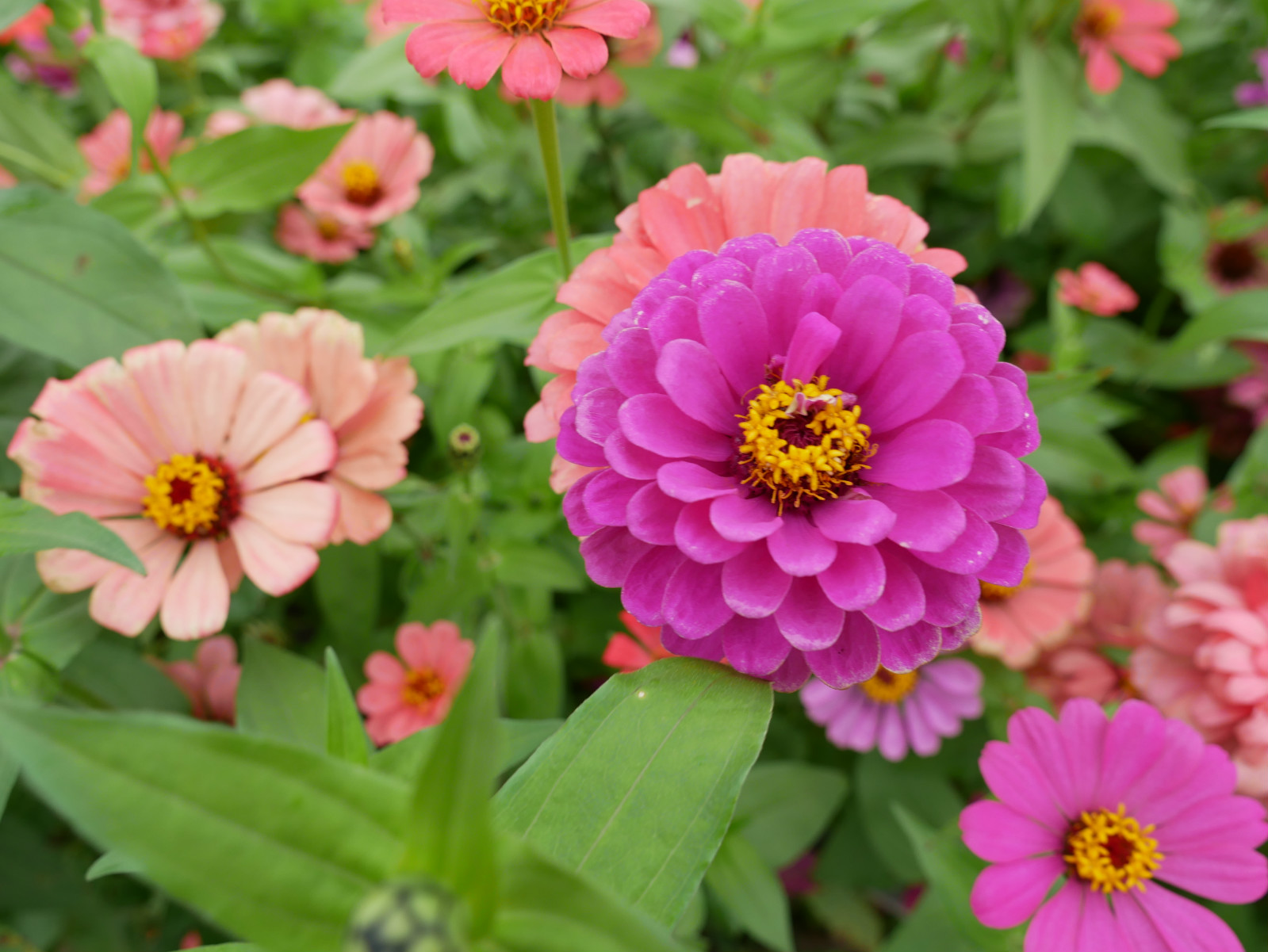 win����Ӯ(�й���½)Ψһ�ٷ���վ-Bwin�ٷ���Ȩ���